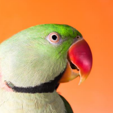 Bird Watcher